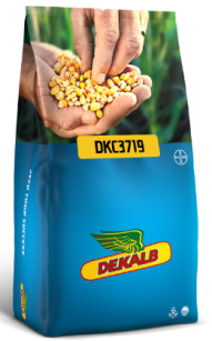 Kukurydza DKC3719 50tys