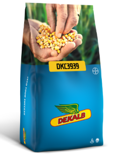 Kukurydza DKC3939 50tys