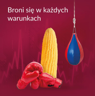 Kukurydza RGT Afixx