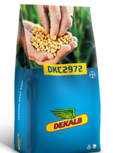 KUKURYDZA DKC2972 50tys
