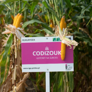 Kukurydza CODIZOUK 50tys